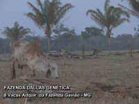/album/a8%20vacas%20adquiridas%20da%20fazenda%20gavi%c3%a3o/fazenda-dallas-8-vacas-4-jpg/